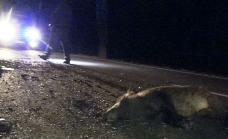 Mașină distrusă și o persoană accidentată din cauza unui porc mistreț