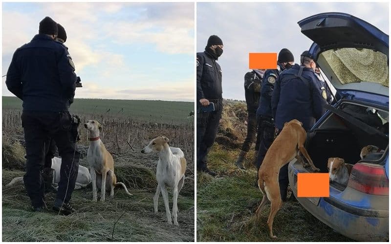 Braconieri amendați de jandarmi pentru vânătoare cu ogari - FOTO