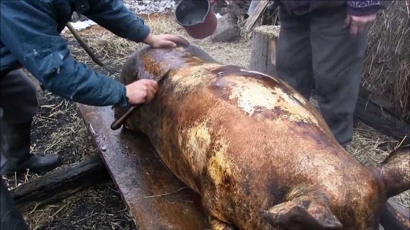 Sfaturi de la pompieri pentru prevenirea evenimentelor neplăcute pe timpul sacrificării porcilor sau a pregătirii preparatelor din carne