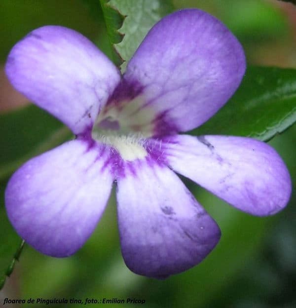 Plante carnivore (1)