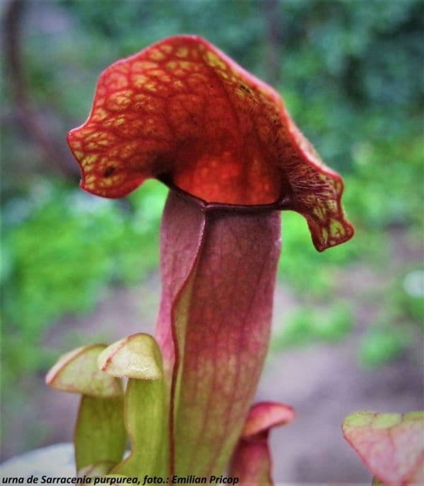 Plante carnivore (3)