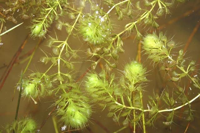 Plante carnivore (4)