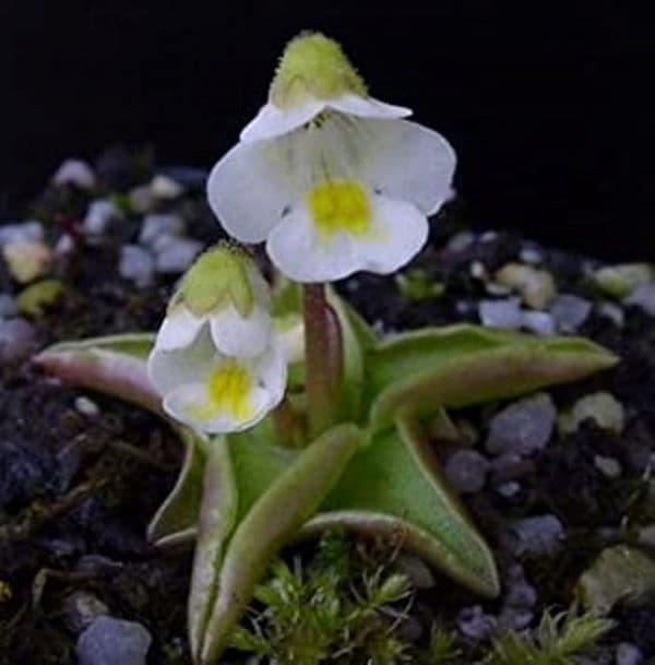 Plante carnivore (5)