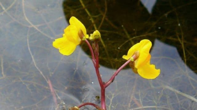 Plante carnivore (6)