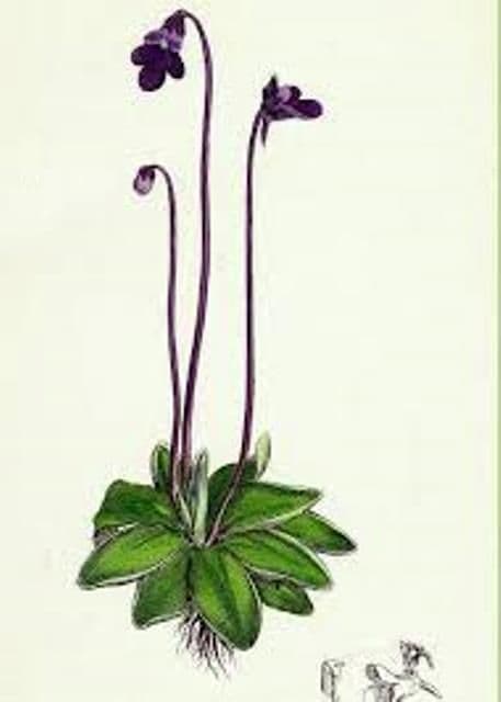 Plante carnivore (7)