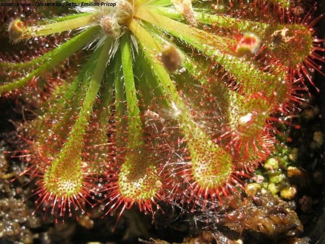 Plante carnivore (8)