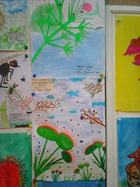 Plante carnivore (9)