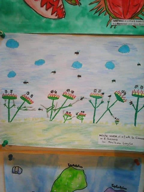 Plante carnivore (10)