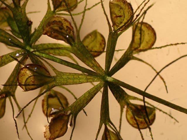 Plante carnivore (11)