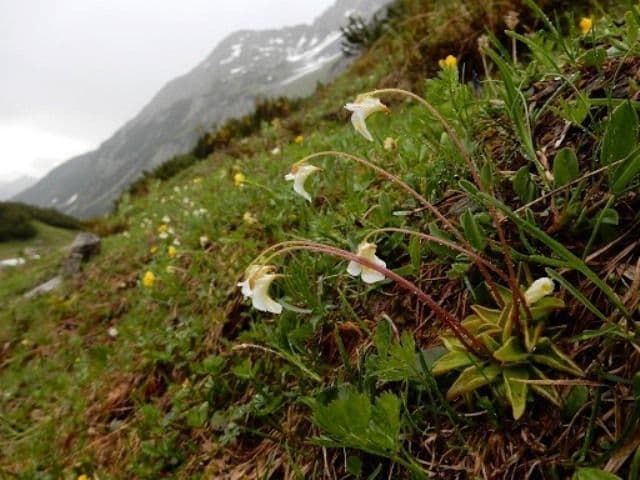 Plante carnivore (12)