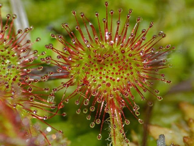 Plante carnivore (13)