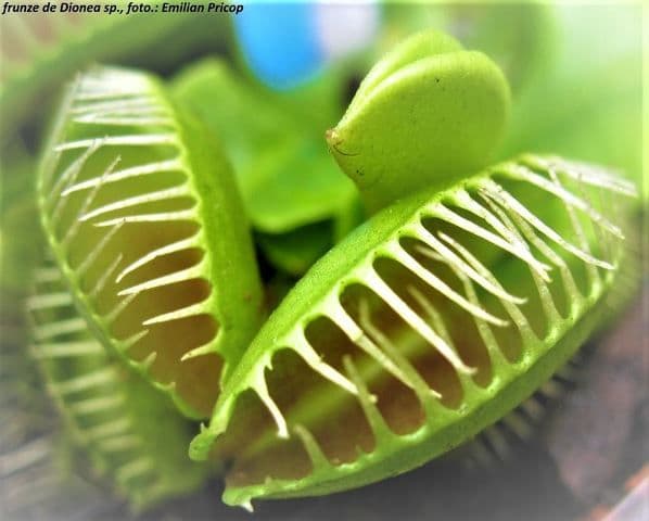 Plante carnivore (14)