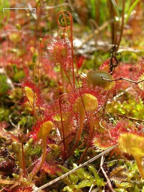 Plante carnivore (15)