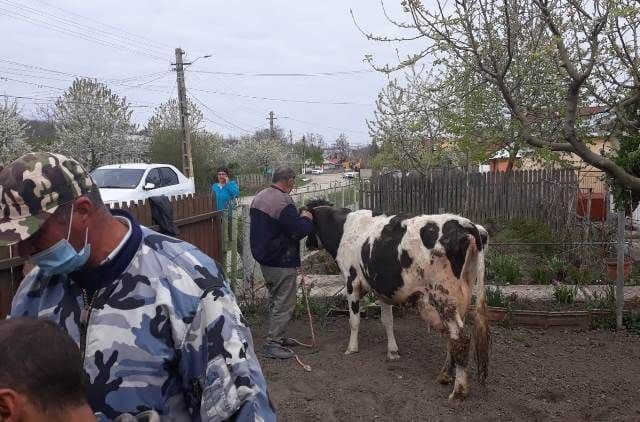 Vaca salvata (1)