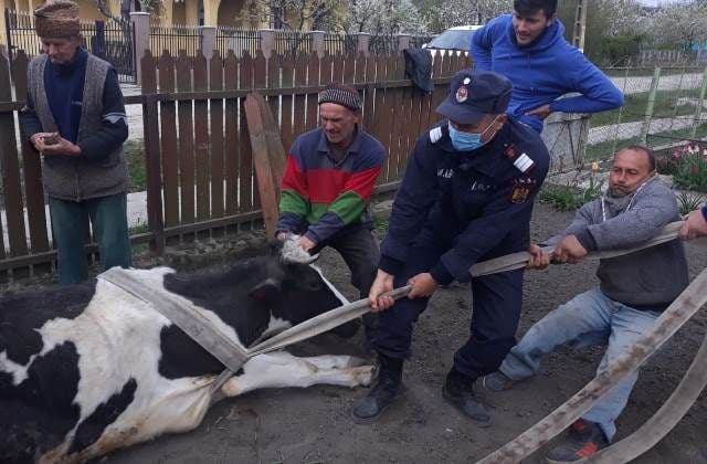 Vaca salvata (3)