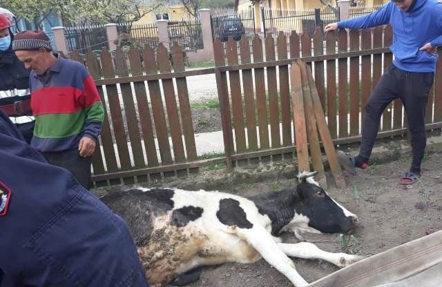 Vaca salvata (4)