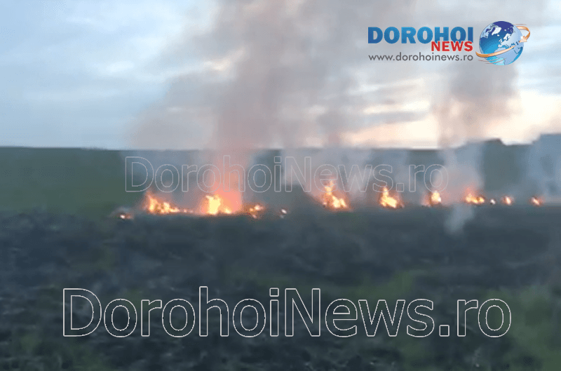 Incendiu vegetatie_04