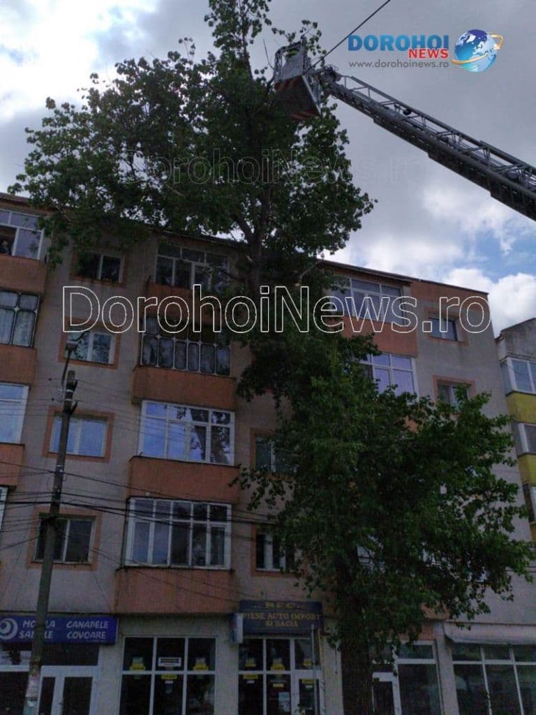 Copaci taiati la Dorohoi_03