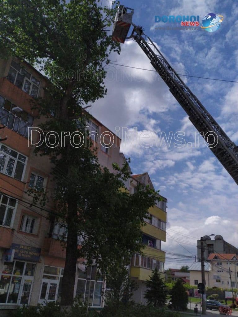 Copaci taiati la Dorohoi_04
