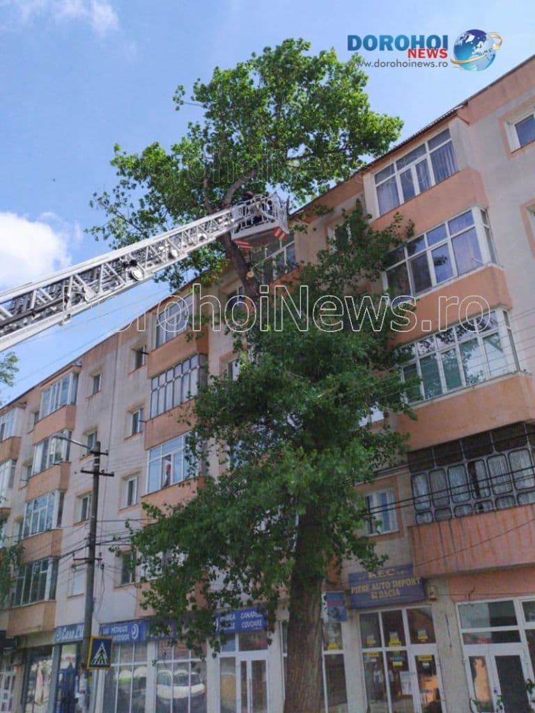 Copaci taiati la Dorohoi_05
