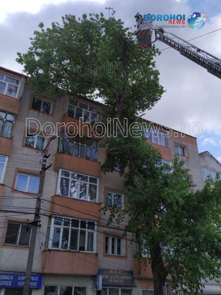 Copaci taiati la Dorohoi_06