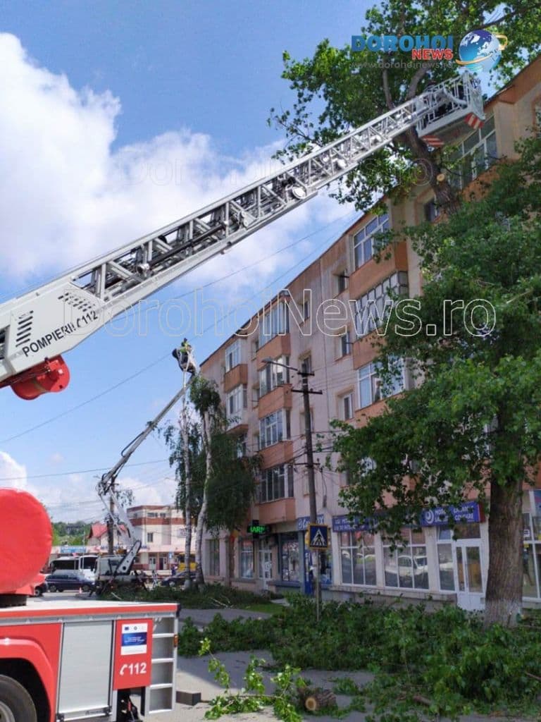 Copaci taiati la Dorohoi_07