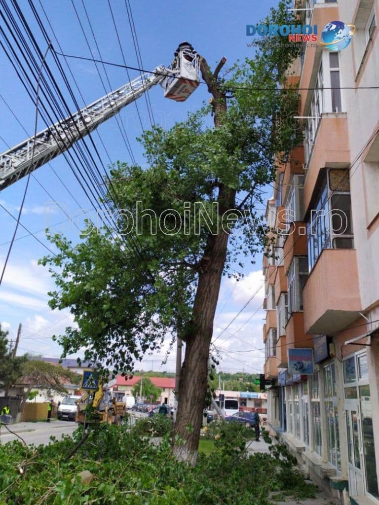 Copaci taiati la Dorohoi_08