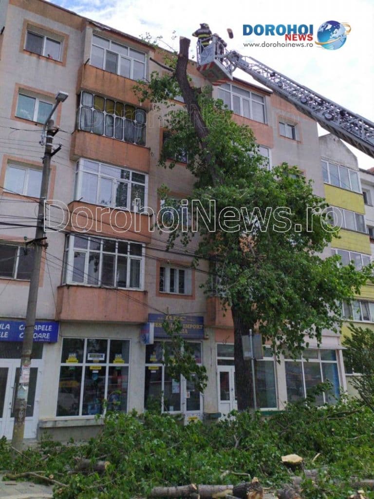 Copaci taiati la Dorohoi_09