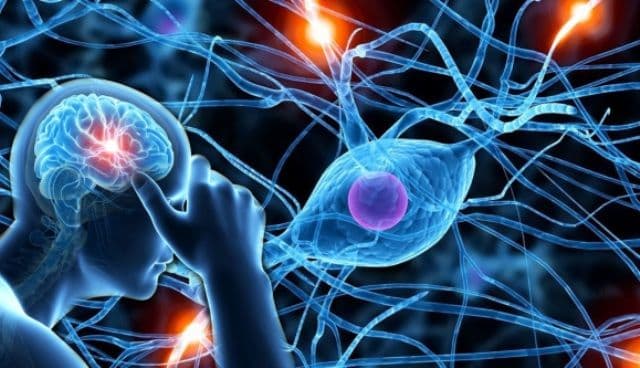 O dietă cu prea multă grăsime distruge neuronii
