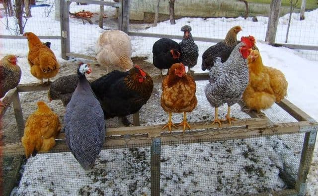 Alertă de gripă aviară în județul Botoșani. Ce obligaţii au deţinătorii de păsări