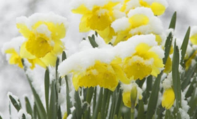 Se strică vremea în România! S-a emis cod galben de ninsori. Alertă meteo ANM