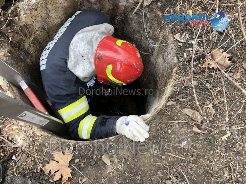Pompierii dorohoieni eroi pentru necuvântătoare: Câine salvat dintr-un canal - FOTO