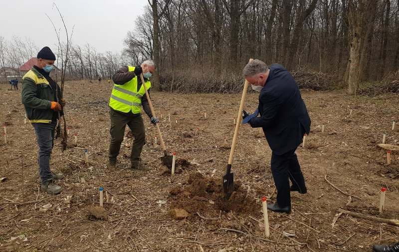 Prefectul Dan Nechifor a dat startul „Lunii plantării arborilor” - FOTO