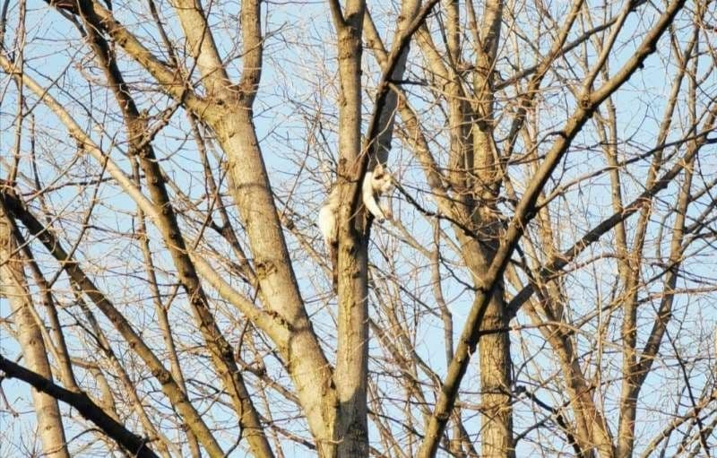 Uneori și necuvântătoarele au nevoie de ajutorul pompierilor – FOTO