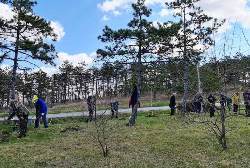 Primăria Dorohoi anunță o nouă acțiune de plantare a arborilor