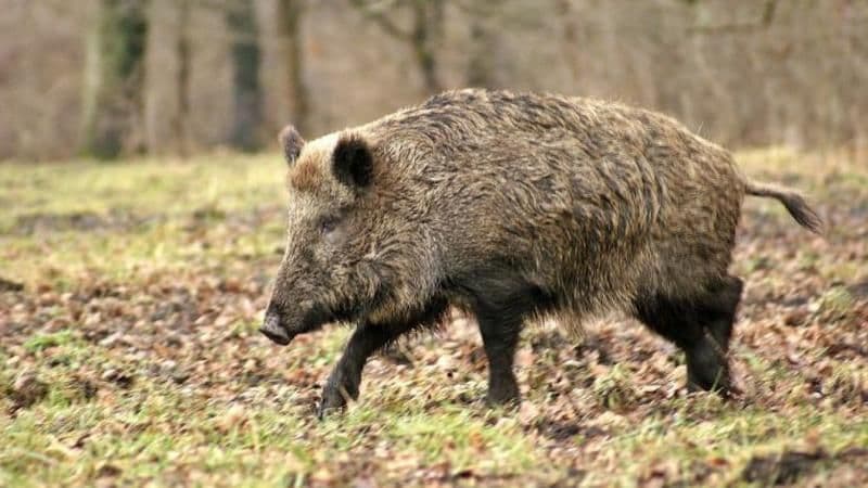 Botoșani: Virusul Pestei Porcine Africane depistat la un număr de 11 mistreți găsiți morți pe un fond de vânătoare din județ