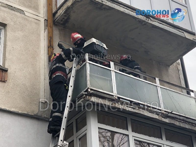 Câinii uneia dintre victimele accidentului de la ieșirea din Dorohoi salvați cu ajutorul pompierilor – FOTO