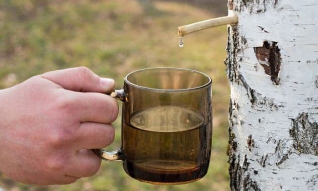 Cum se poate slăbi cu seva de mesteacăn