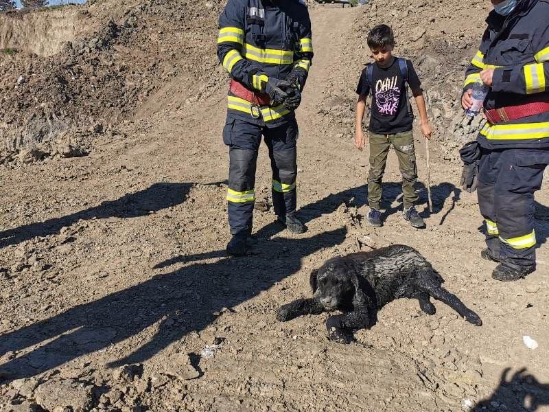 Câine blocat în mâl salvat de pompierii din Dorohoi - FOTO