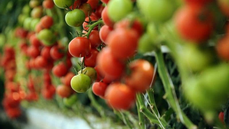Programul Tomata a fost doar o promisiune. Ţăranii nu au primit nimic