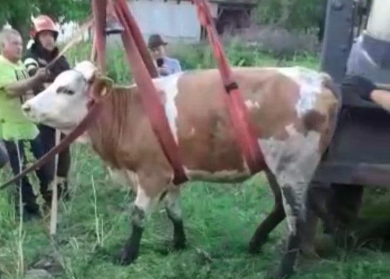 Vacă rămasă captivă într-o fosă dezafectată salvată de pompieri