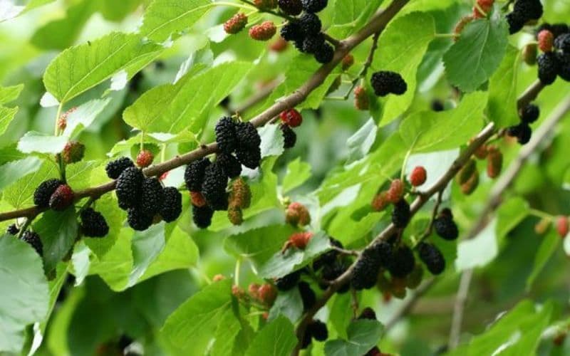 Frunzele care neutralizeaza aciditatea din stomac