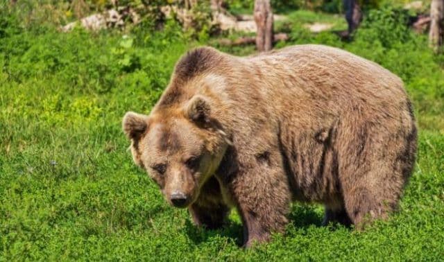 RO-ALERT, avertizare de ULTIMĂ ORĂ: Un URS a fost văzut în comuna Hudești