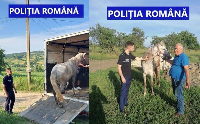 Un cal bătut cu cruzime de stăpân a fost salvat de polițiști