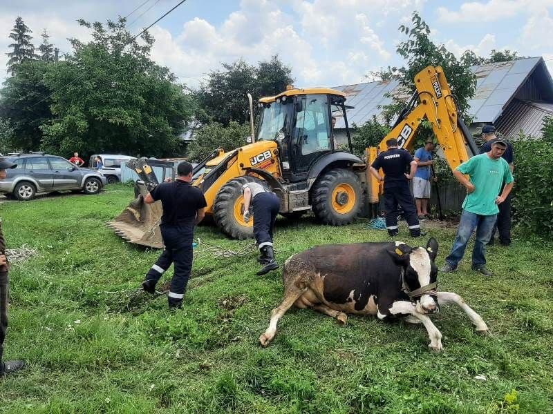 Bovină rămasă captivă într-o fântână dezafectată salvată de pompierii din Dorohoi