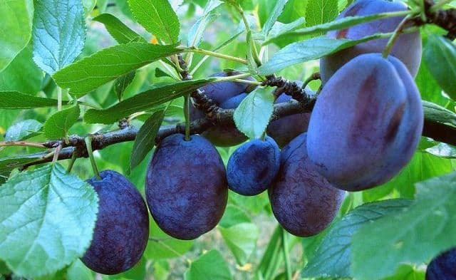 Cum putem folosi prunele în tulburările digestive