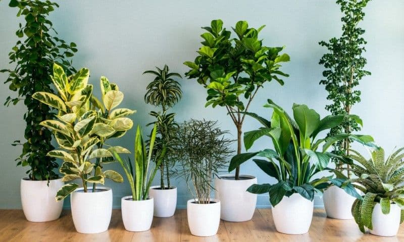 Plante care purifică aerul din locuință