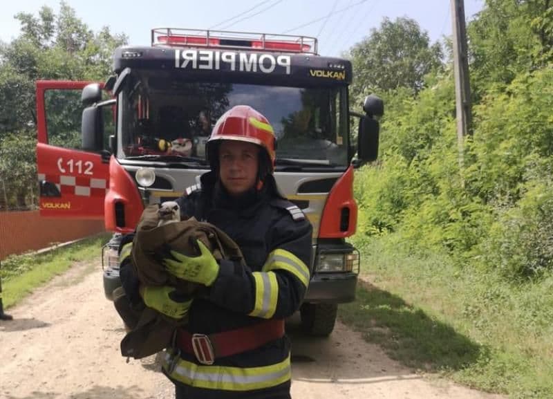 Acțiune inedită a pompierilor dorohoieni: Pui de barză salvat după ce s-a rănit la un picior - FOTO