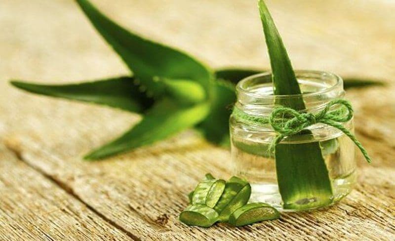 Cum să cultivi și cum să folosești aloe vera