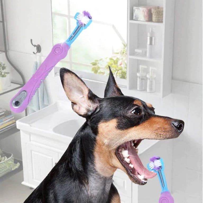 Cele 8 articole esențiale pentru un animal de companie